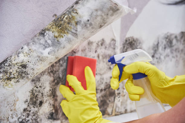 Best Mold Remediation for Healthcare Facilities  in Henning, TN